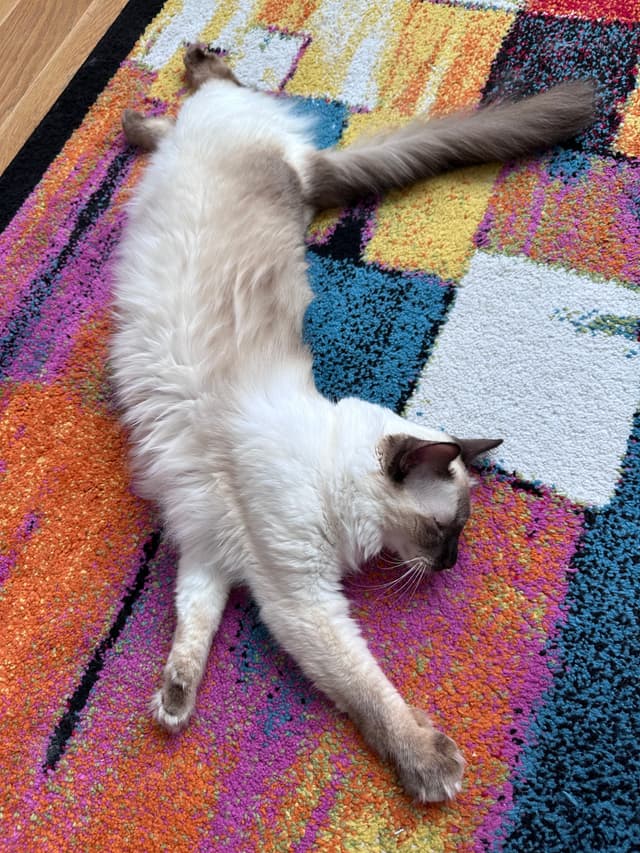 A fluffy cat is stretched out on a colorful rug, appearing relaxed and comfortable