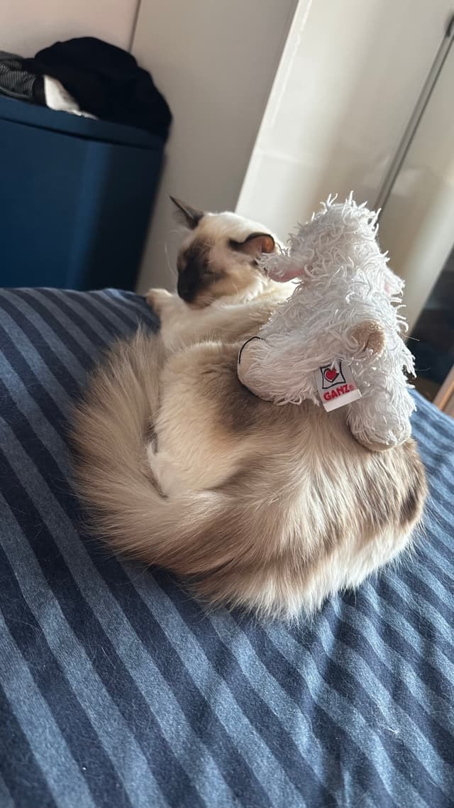 A fluffy cat is curled up on a striped blanket with a small stuffed animal resting on its back