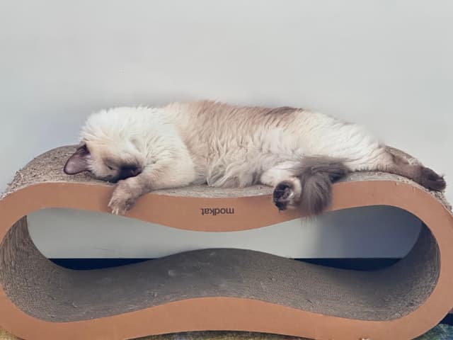 A fluffy cat is sleeping on a curved, double-layered cardboard scratcher