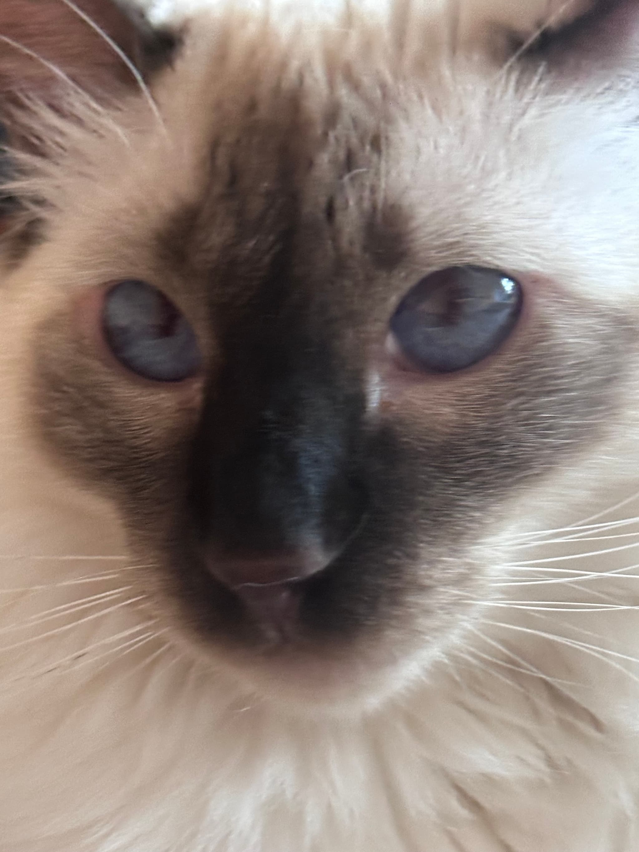 A close-up of a cat with blue eyes and a dark face mask