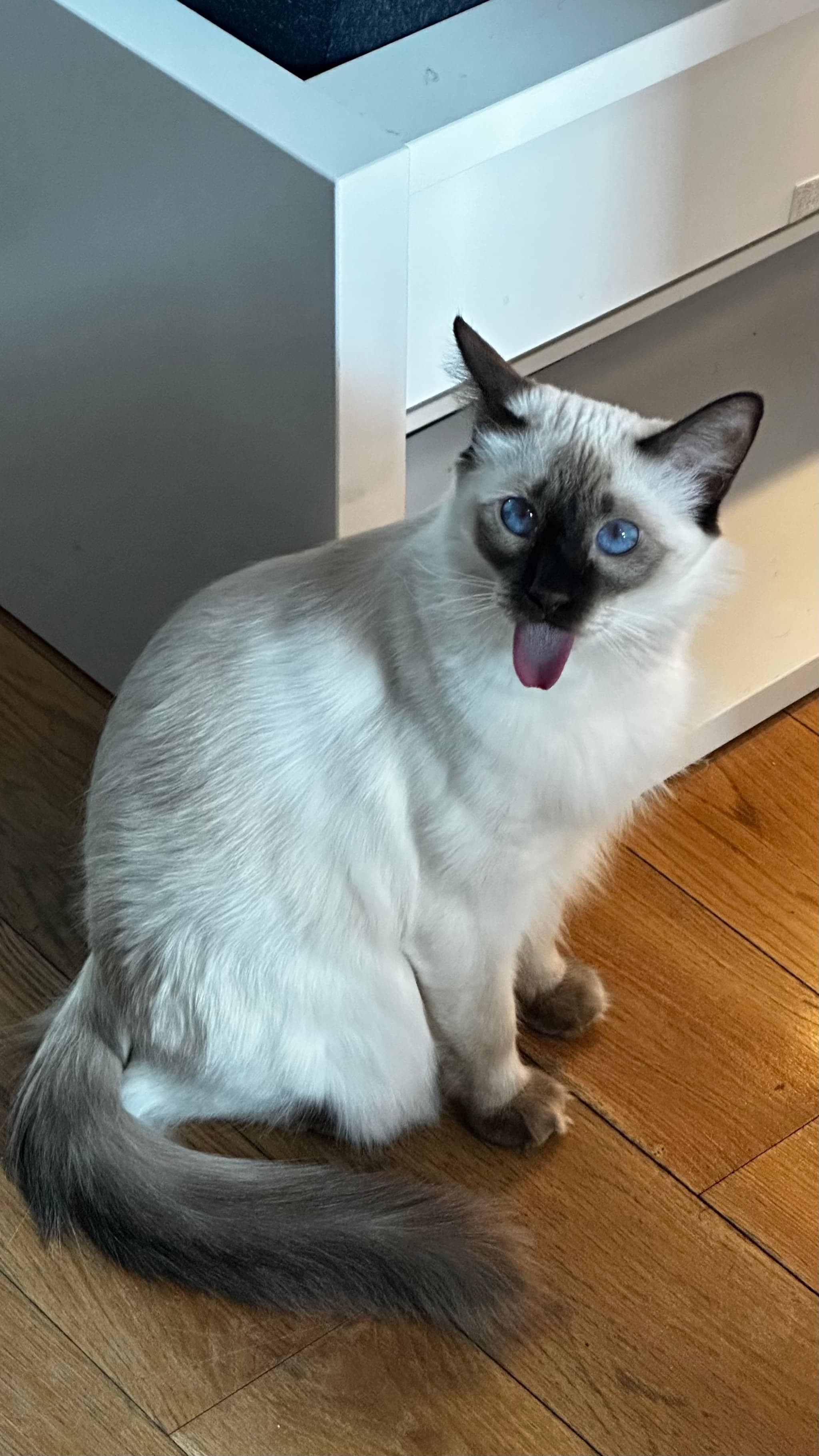 A fluffy cat with blue eyes and a dark face marking is sitting on a wooden floor, with its tongue sticking out