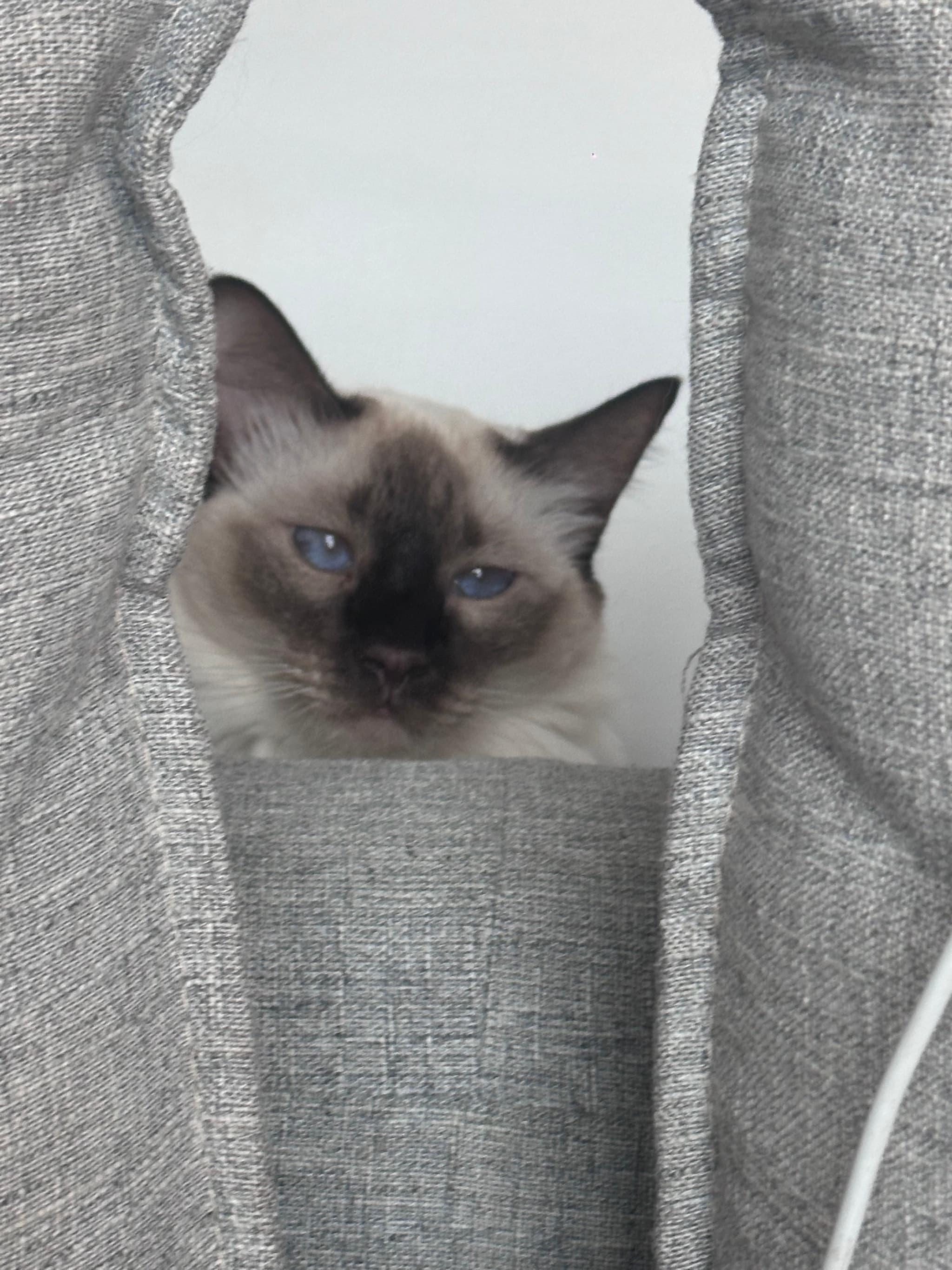 A Siamese cat peeks out from between two gray cushions