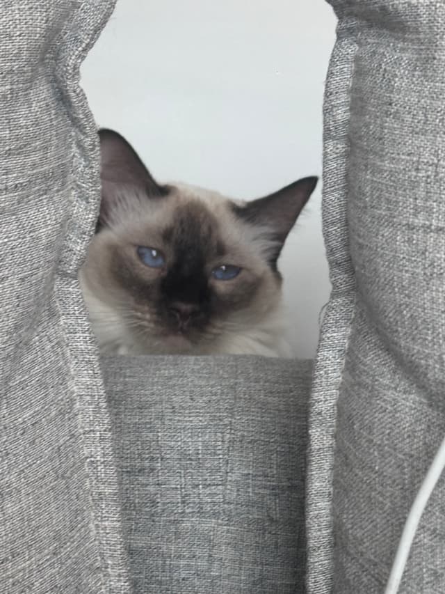 A Siamese cat peeks out from between two gray cushions