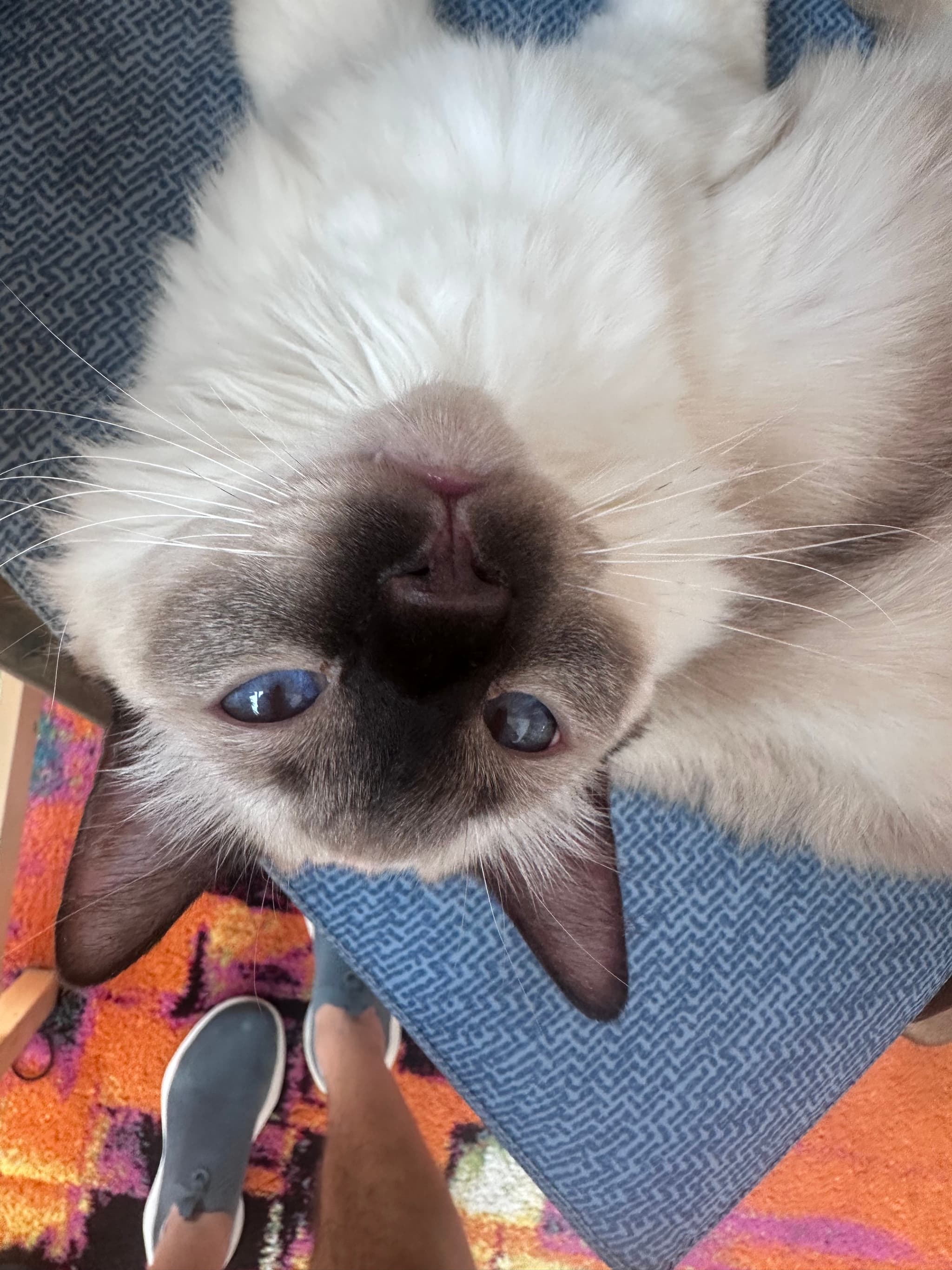 A fluffy cat with blue eyes is lying upside down on a blue surface, with a person's legs and shoes visible in the background