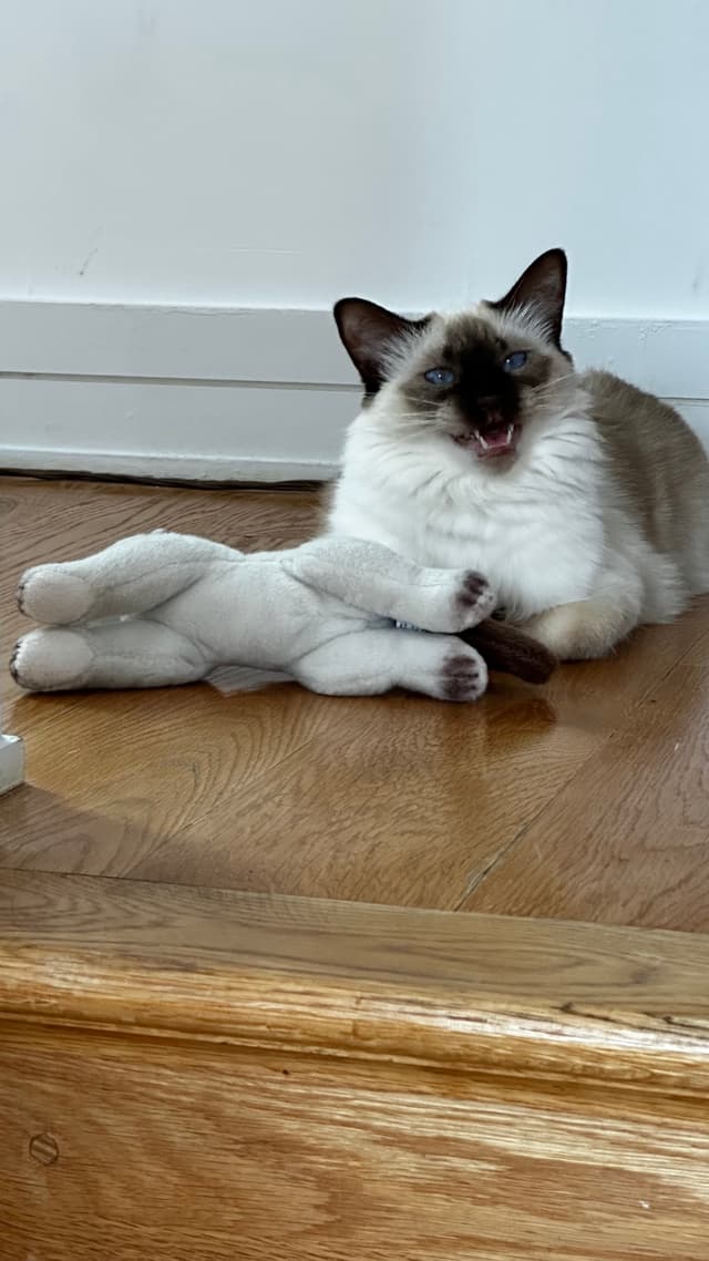 A fluffy cat with blue eyes is lying on a wooden floor next to a plush toy, appearing to yawn or meow