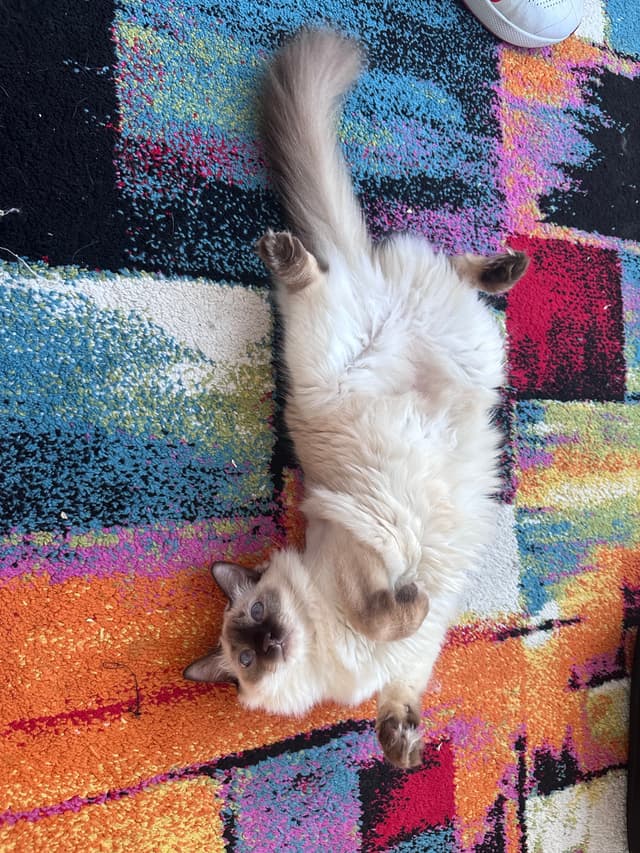 A fluffy cat lying on its back on a colorful, patterned rug