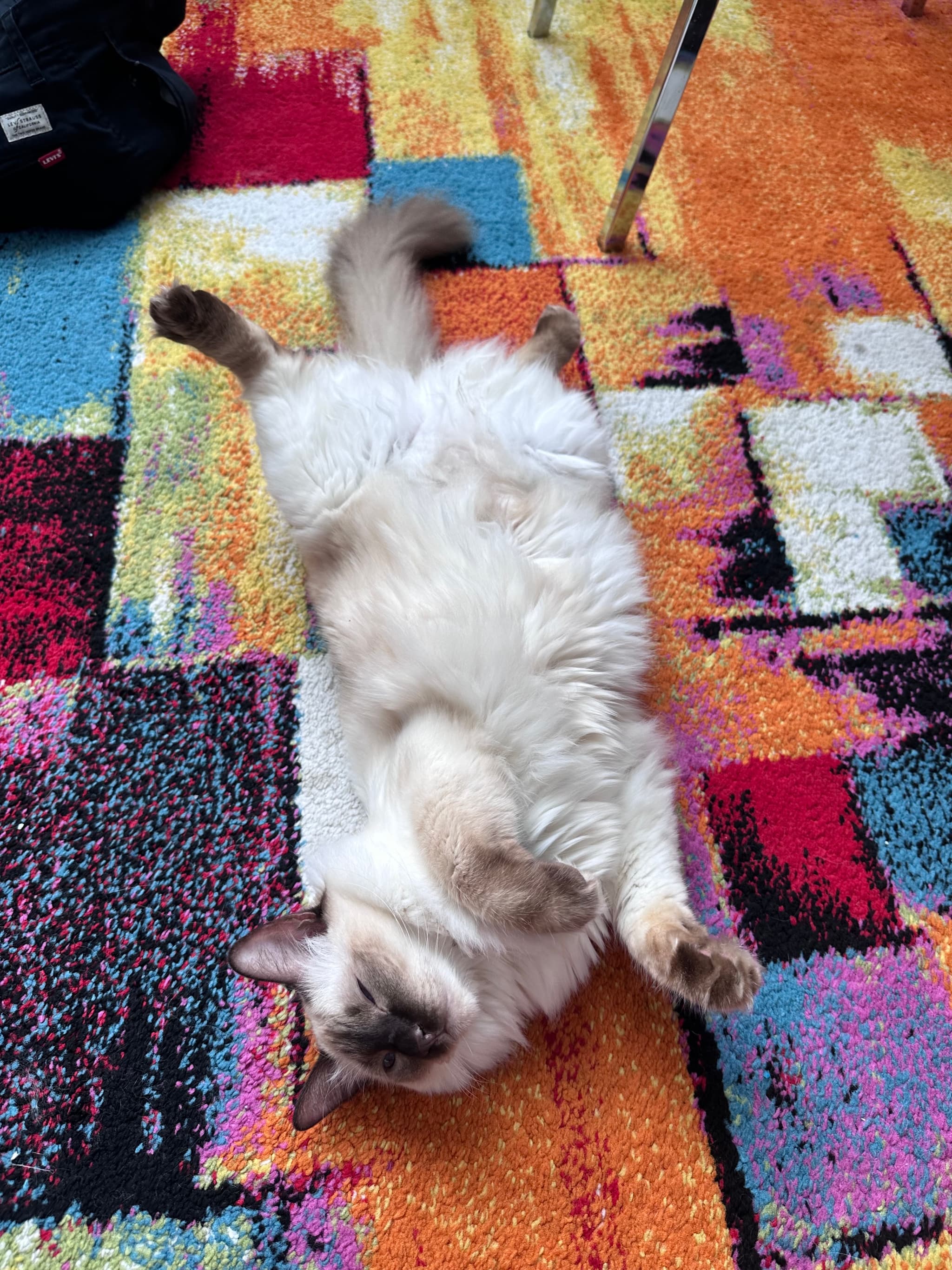 A fluffy cat lying on its back on a colorful, patterned rug