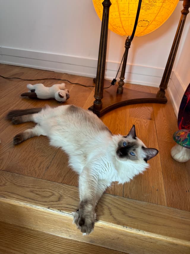 A Siamese cat is lounging on a wooden floor near a lamp, with a small stuffed toy nearby