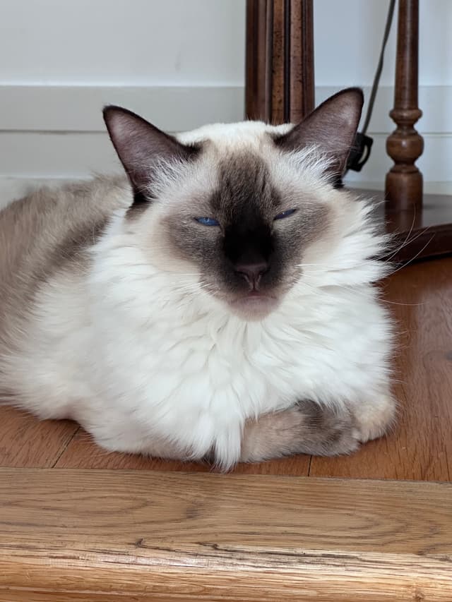 A fluffy cat with a dark face and ears is sitting on a wooden floor with its eyes closed