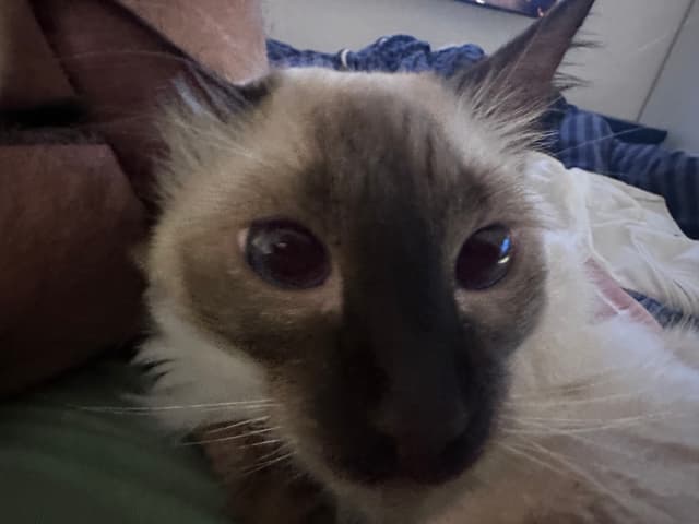 A close-up of a Siamese cat with blue eyes and dark facial markings, lying on a bed