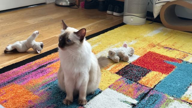 A cat sitting on a colorful rug with toys scattered around