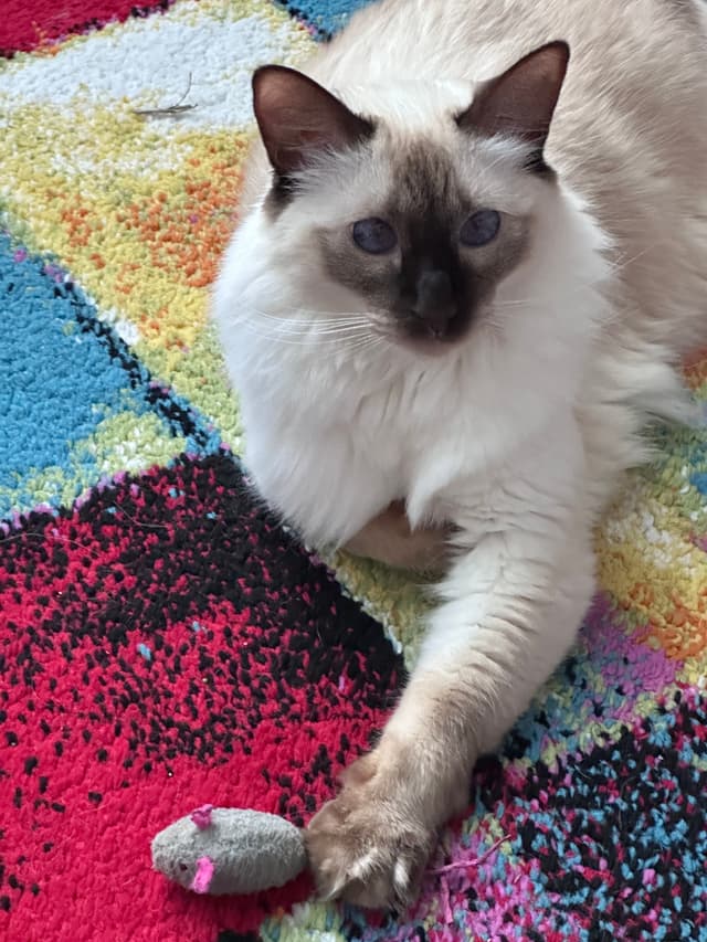 A fluffy cat with dark ears and face markings is lying on a colorful rug, touching a small toy mouse with its paw