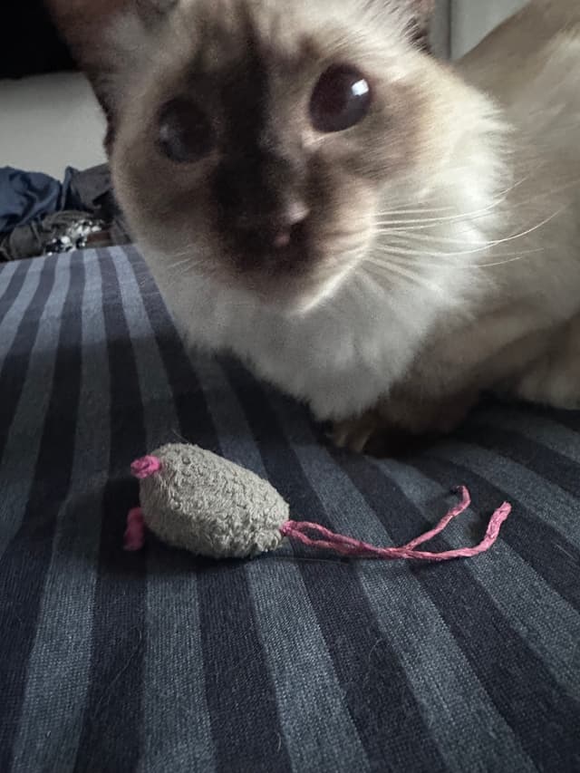 A cat with a dark face and light fur is on a striped surface, next to a small toy mouse