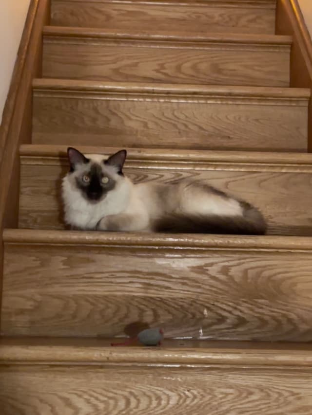 A Siamese cat is lying on wooden stairs, looking towards the camera