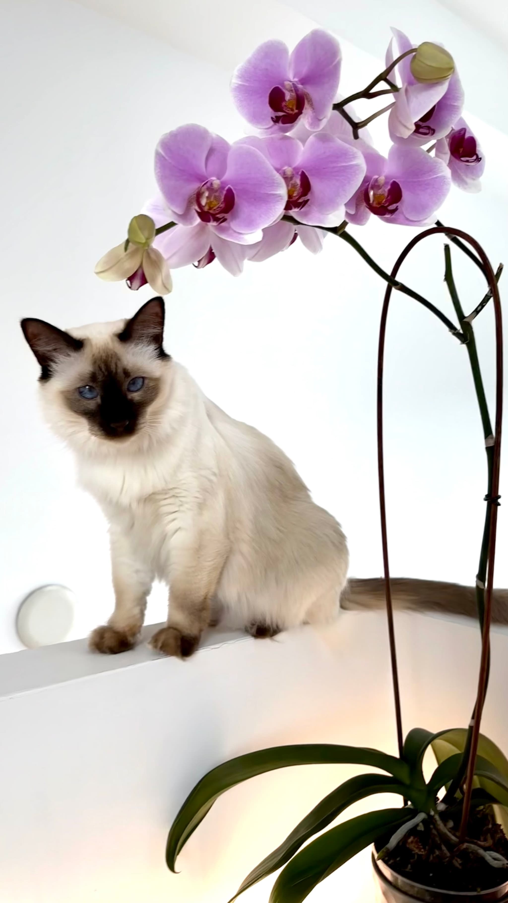 A Siamese cat sits on a ledge next to a potted orchid with light purple flowers