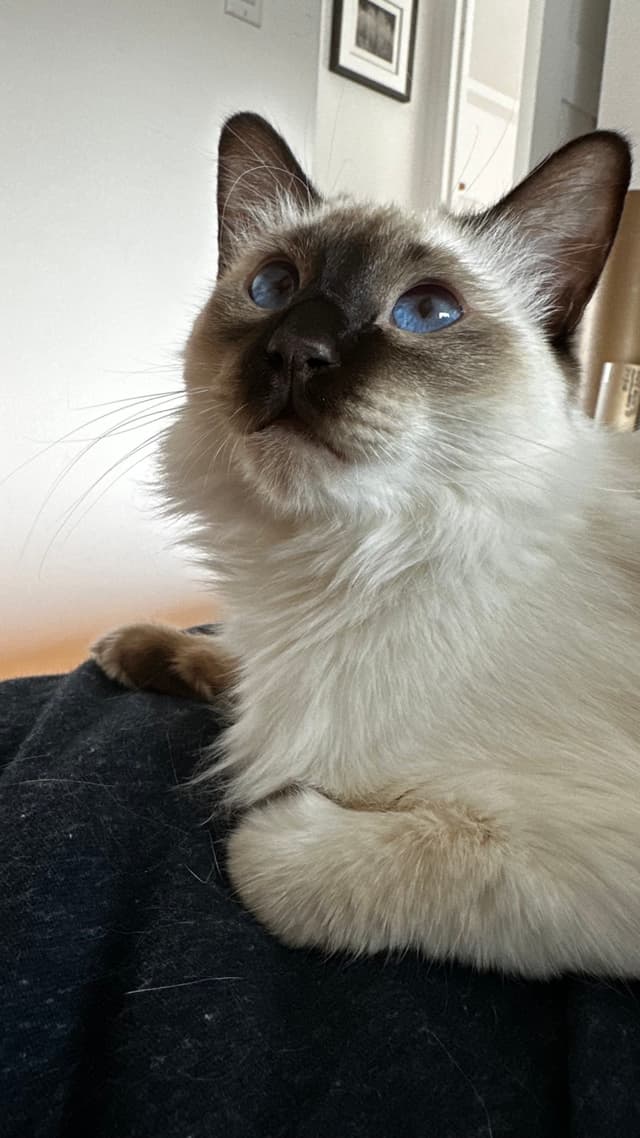 A Siamese cat with blue eyes looking upward, resting on a dark surface in a room with framed pictures on the wall