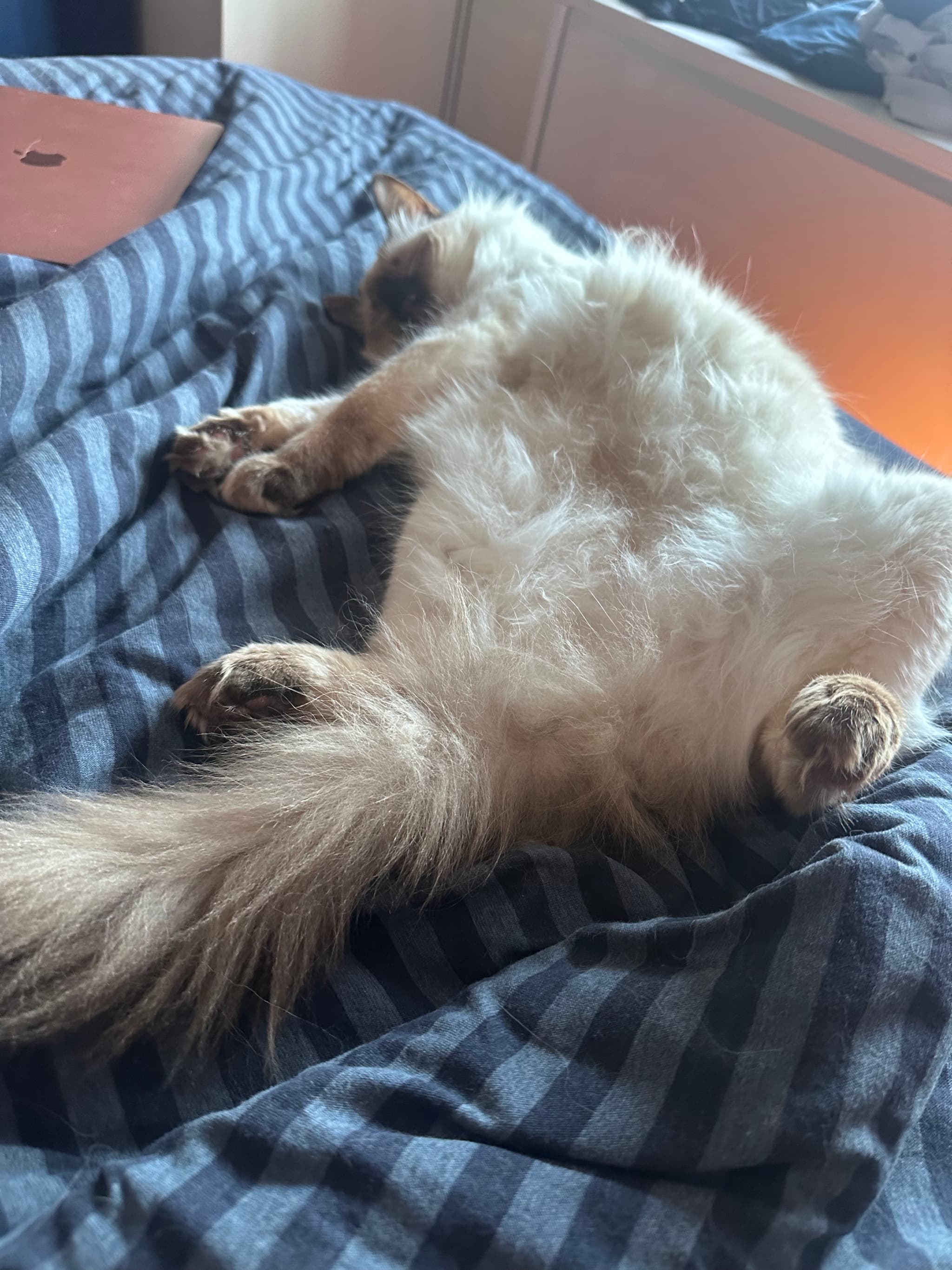 A fluffy cat lying on its back on a striped blanket, with its paws up and tail stretched out