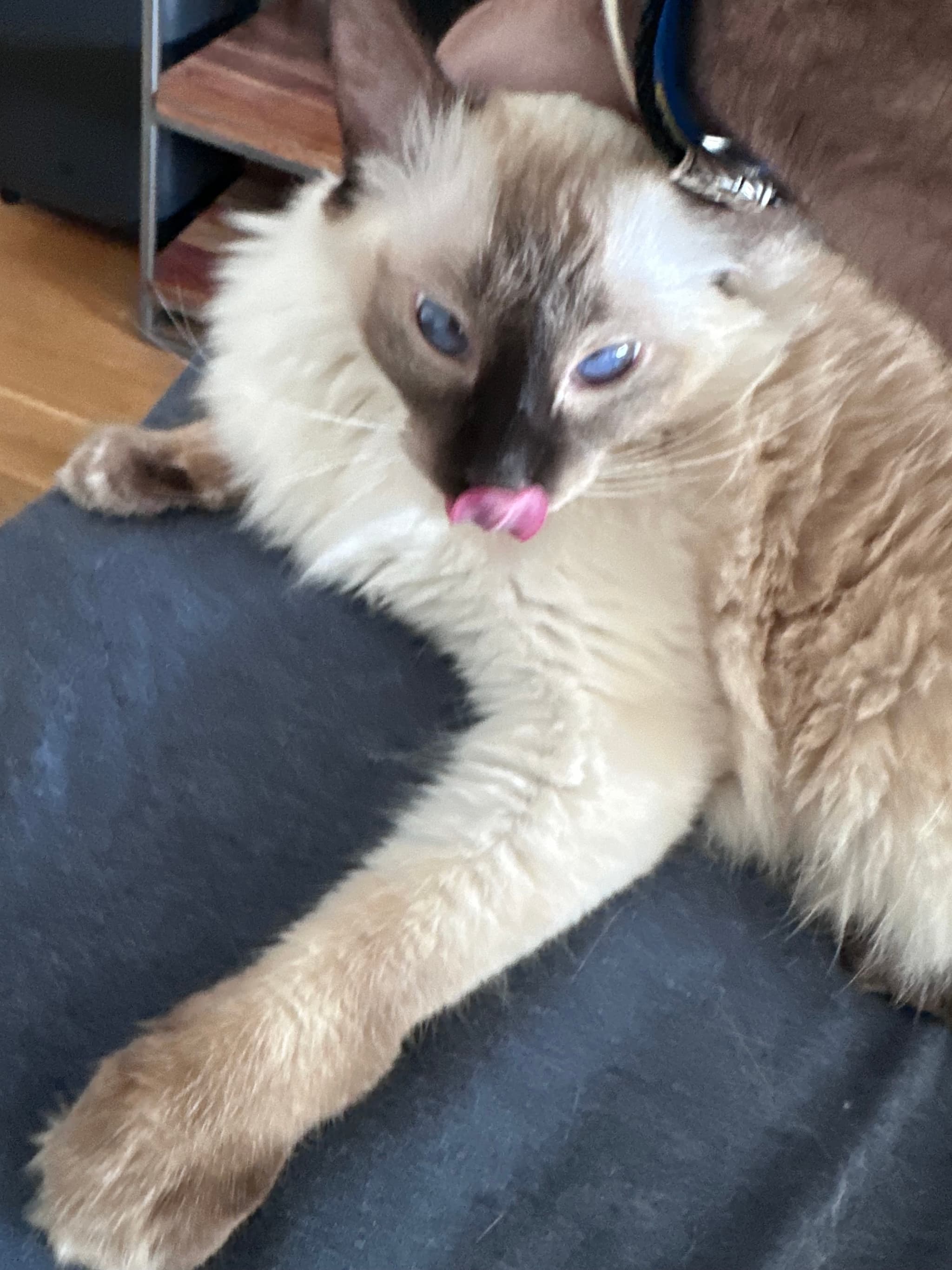 A fluffy cat with blue eyes and a dark face is lying down, licking its nose