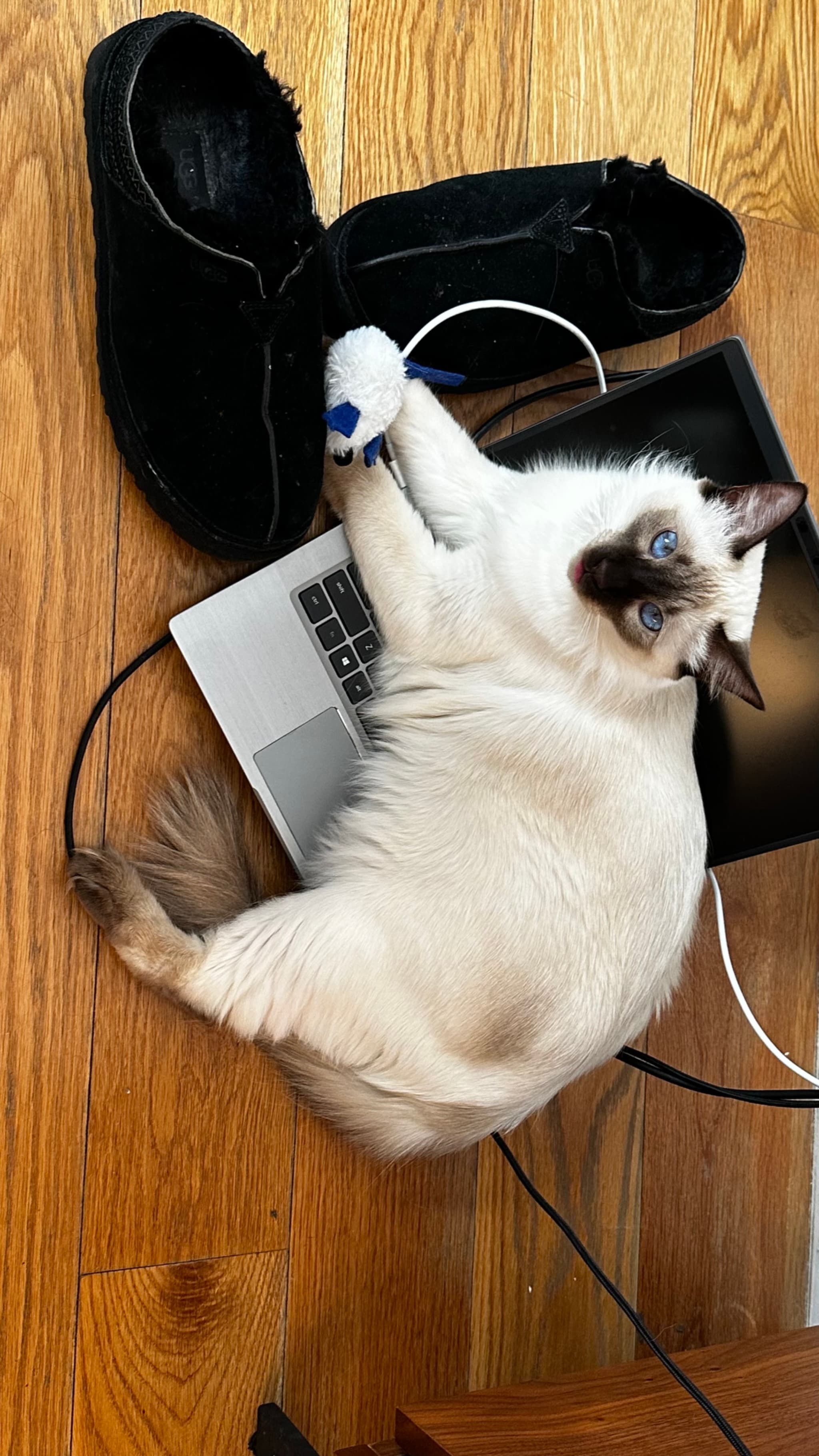 A fluffy cat with blue eyes is lying on a laptop, holding a toy mouse, with a slipper nearby on a wooden floor