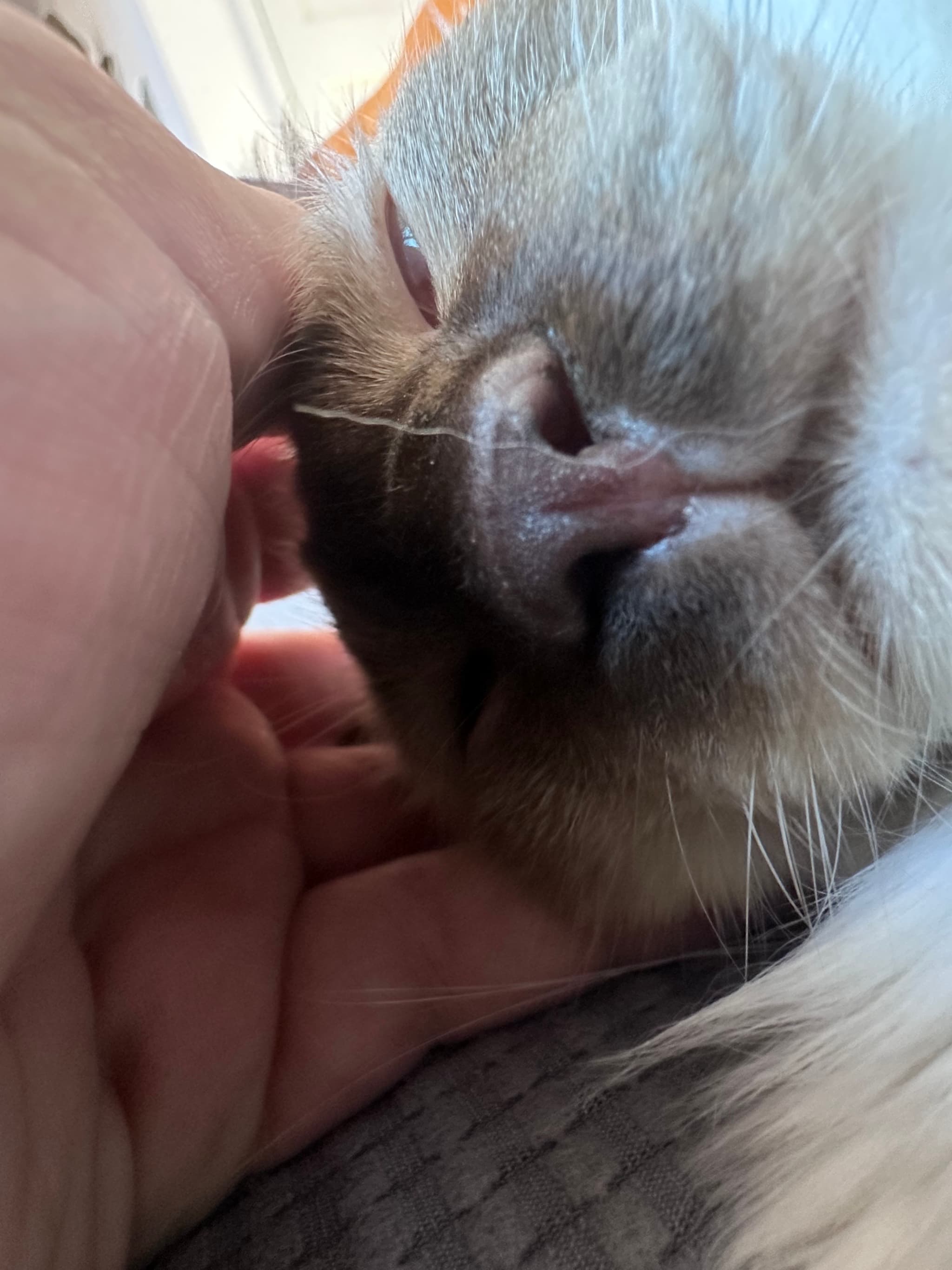 A close-up of a cat's face, focusing on its nose and mouth, with a hand gently touching its head