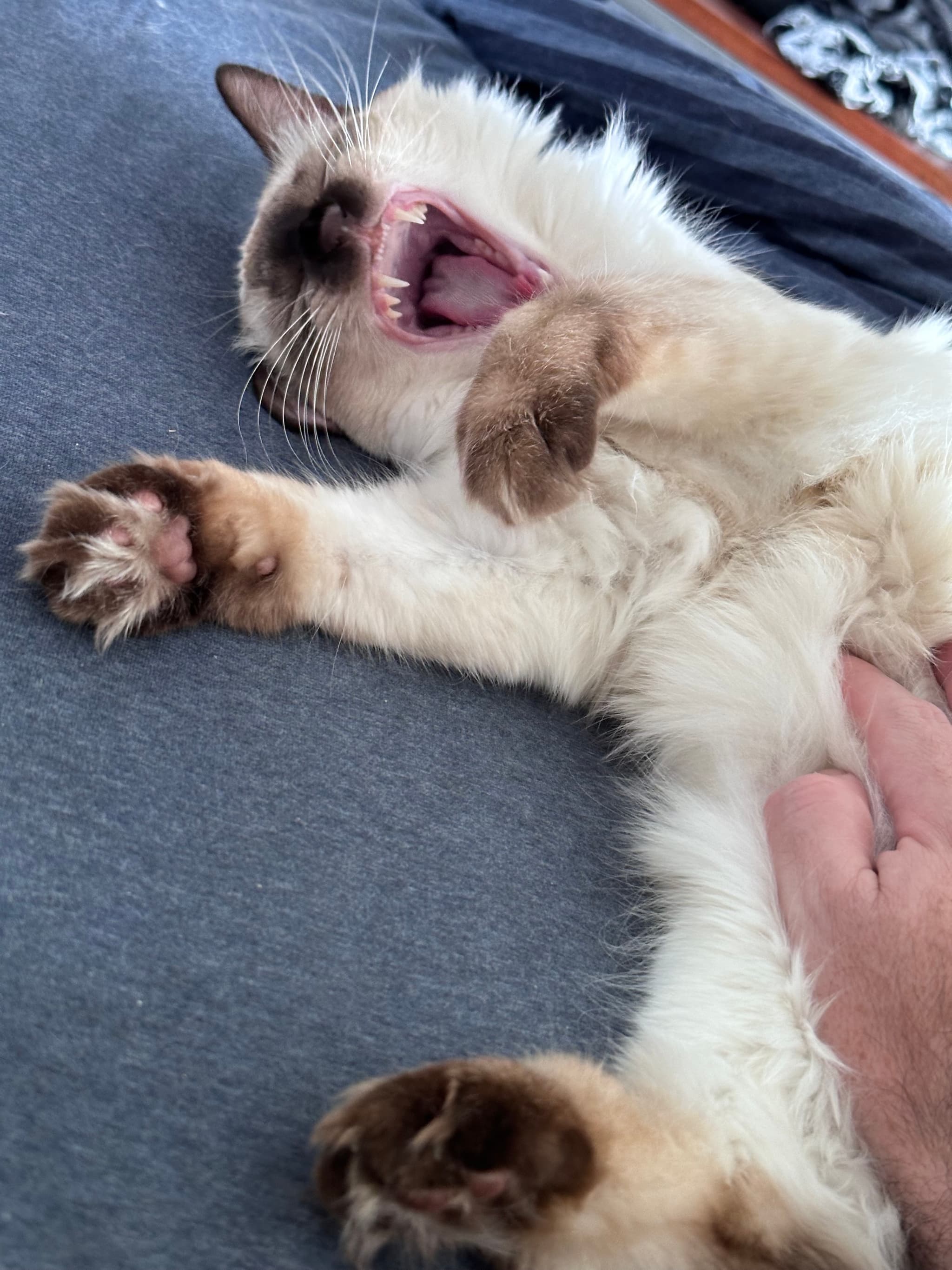 A fluffy cat lying on its back with its mouth open, appearing to yawn or meow, while a hand gently touches its belly