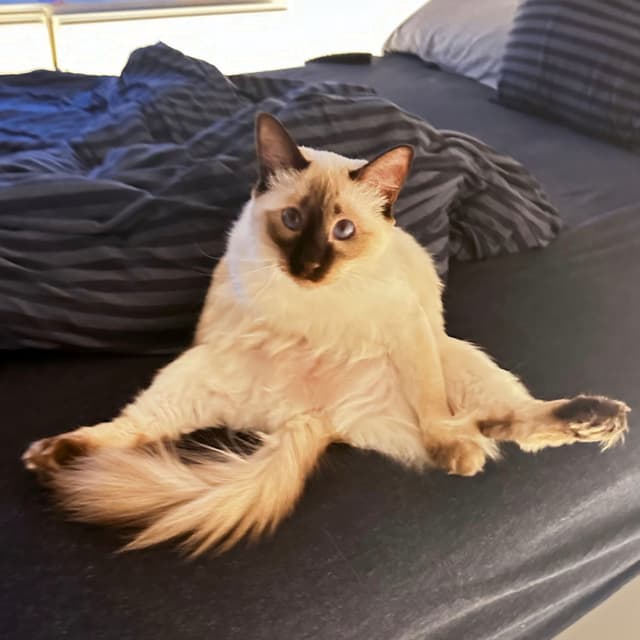 A fluffy cat with a dark face and ears is sitting upright on a bed with its legs spread out