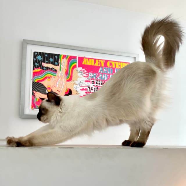 A fluffy cat stretches on a ledge in front of a colorful framed poster on the wall