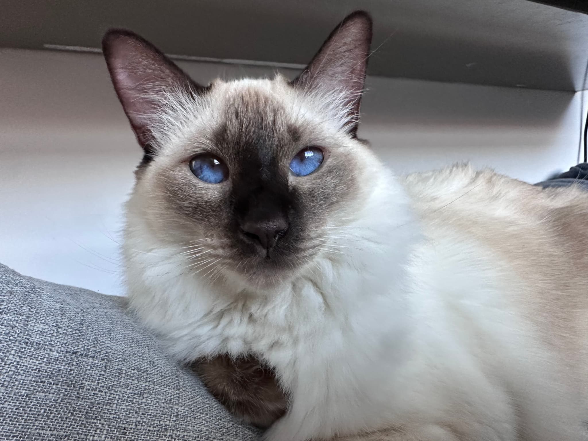 A fluffy cat with blue eyes and dark markings on its face, ears, and paws, resting on a gray surface