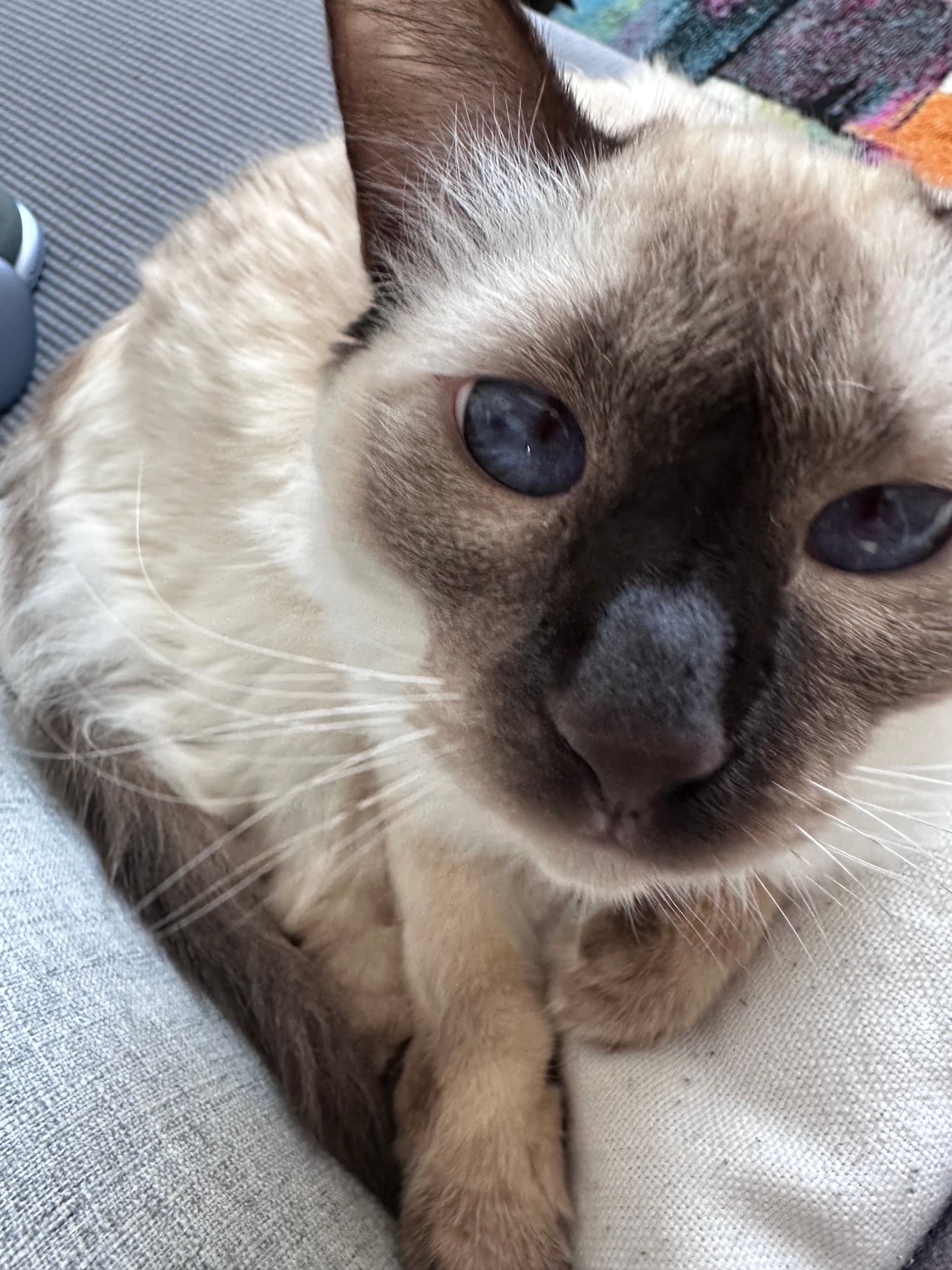 A close-up of a Siamese cat with blue eyes and a dark face, resting on a soft surface