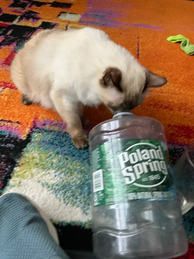 A cat is sniffing a large Poland Spring water bottle on a colorful rug